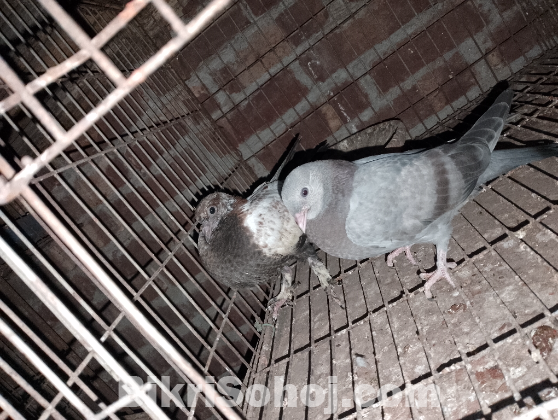 গিরিবাজ কবুতর এর বাচ্চা